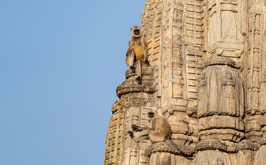 Wild grey langur monkey sunning on a beautiful temple near the Amber Fort in Jaipur, Rajasthan, India Asia