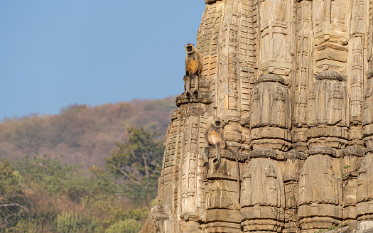 Wild grey langur monkey sunning on a beautiful temple near the Amber Fort in Jaipur, Rajasthan, India Asia