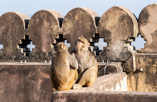 Macaque monkeys grooming in the beautiful architecture of the historic Amber Palace or Amber Fort in Jaipur, Rajasthan, India Asia.