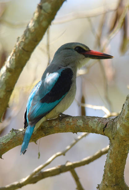 istock Woodland Kingfisher 1957660690