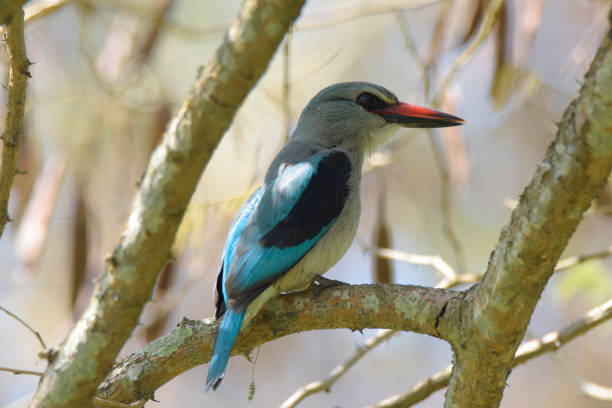 istock Woodland Kingfisher 1957660700