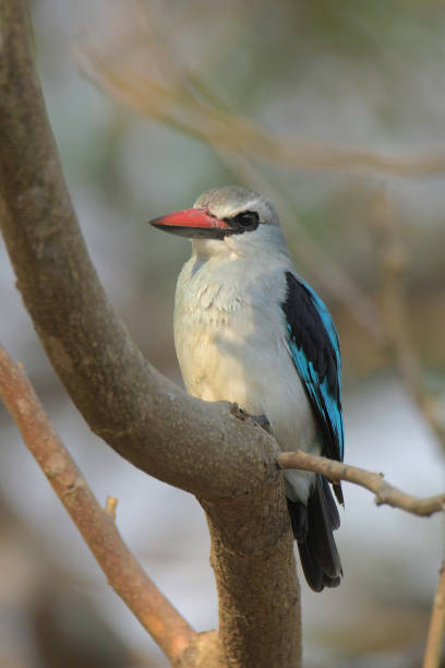 istock Woodland Kingfisher 1957662282