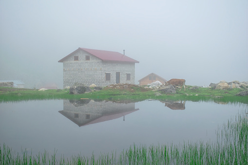 25 July 2016, Rize: Cow grazes by the lake on a foggy day. Cows in the fog on a lake, with a house in the background