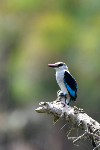 istock Woodland Kingfisher 1957662811