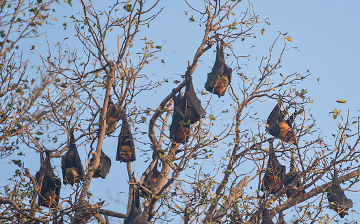 Wild flock of flying foxes at Ranthambore National Park in Rajasthan, India Asia