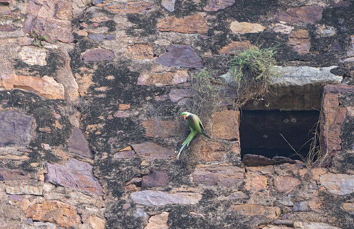 Rose Ringed Parakeet on the wall of Ranthambore Fort Among the breathtaking jungle scenery of Ranthambore National Park in Rajasthan, India Asia