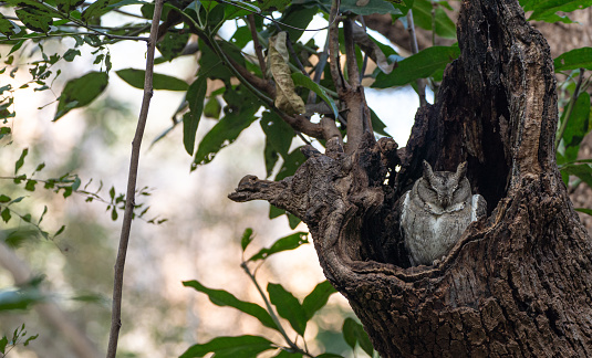 Wild brown fish owlet at Ranthambore National Park in Rajasthan, India Asia