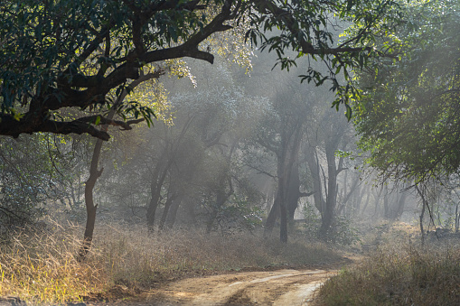 The breathtaking jungle scenery of Ranthambore National Park in Rajasthan, India Asia