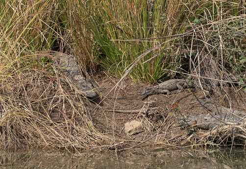 Wild crocodiles sunbathing at Ranthambore National Park in Rajasthan, India Asia