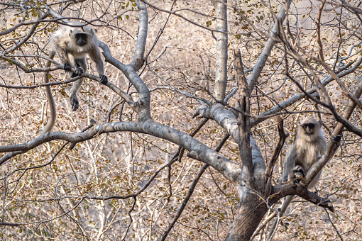 Wild northern plains gray langur monkey troop at Ranthambore National Park in Rajasthan, India Asia