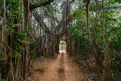 Banyan trees draping over the road entering The breathtaking jungle scenery of Ranthambore National Park in Rajasthan, India Asia