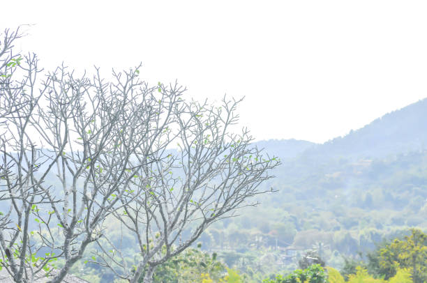istock frangipani or pagoda tree and mountain 1957675265