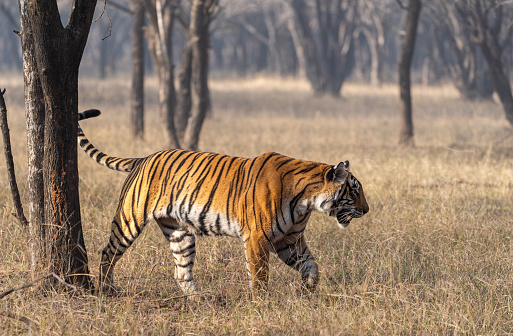 Wild majestic female Bengal tiger at Ranthambore National Park in Rajasthan, India Asia