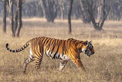 Wild majestic female Bengal tiger at Ranthambore National Park in Rajasthan, India Asia