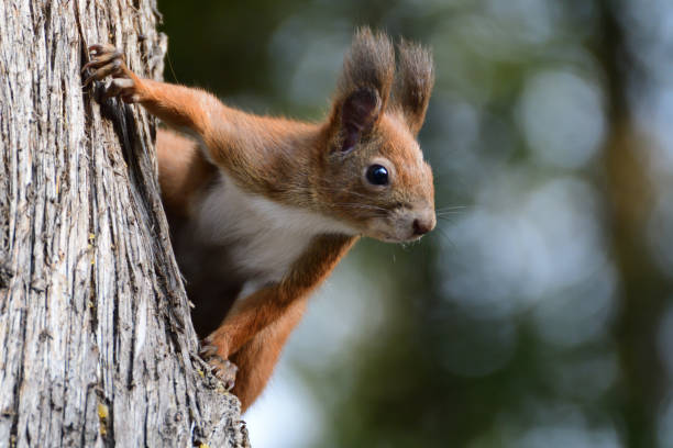 istock A red squirrel peeks out its head from behind a tree in autumn 1957677398