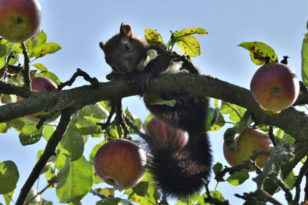 cute squirrel eating nut in nature