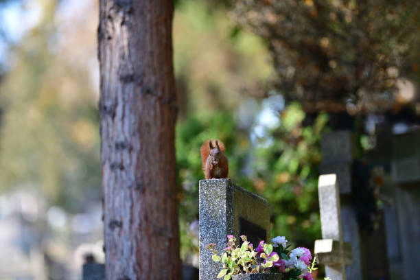 Eurasian red Squirrel climbs the leaves on the ground in the forest and looks for food