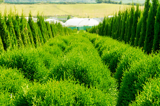 Nursery of beautiful green conifers.