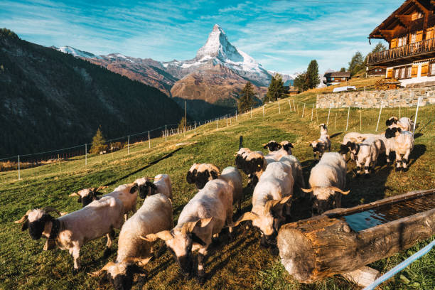 montanha de matterhorn com ovelha de nariz negro valais na colina na cena rural na suíça - findeln - fotografias e filmes do acervo