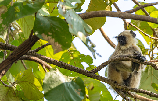 Wild northern plains gray langur monkey troop at Ranthambore National Park in Rajasthan, India Asia