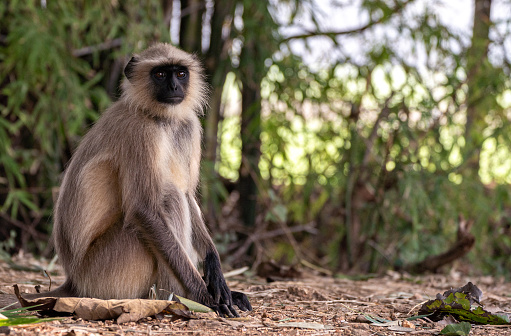 The Toque Macaque Monkey near Sigirya Lion Rock in Sri Lanka