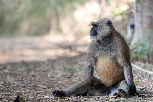 Portrait of a Chacma baboon monkey in the Chobe National Park, Botswana.