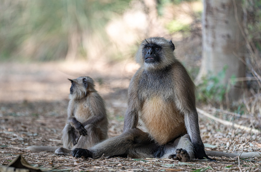Pair of toque macaque sitting beside the road outside the city called Ella in the Uva Province in Sri Lanka. The toque macaque is a \
