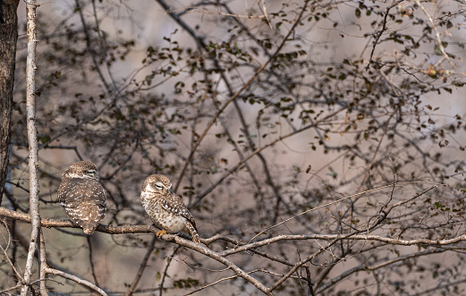 Wild pair of spotted owlets at Ranthambore National Park in Rajasthan, India Asia