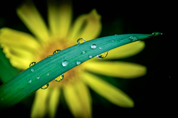 dandelion in water droplet,macro