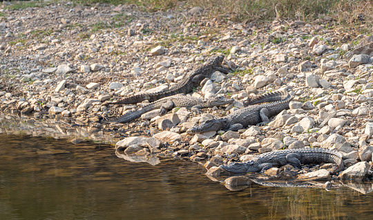 Wild crocodiles sunbathing at Ranthambore National Park in Rajasthan, India Asia