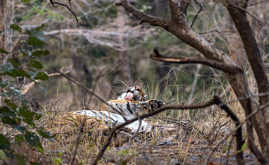 Wild majestic male Bengal Tiger at Ranthambore National Park in Rajasthan, India Asia