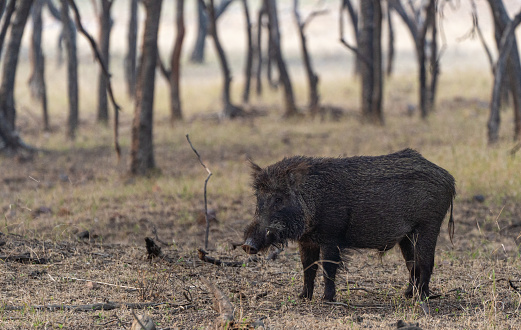 Wild boar at Ranthambore National Park in Rajasthan, India Asia