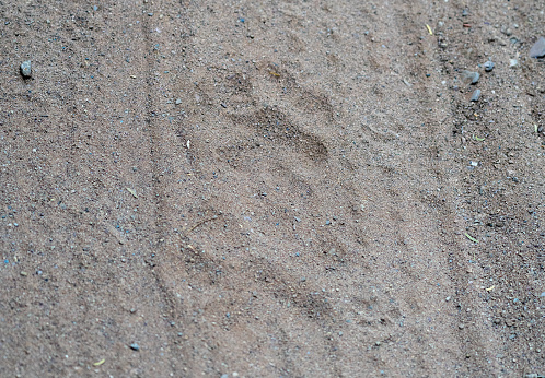 Wild Bengal tiger footprints in the sand at Ranthambore National Park in Rajasthan, India Asia