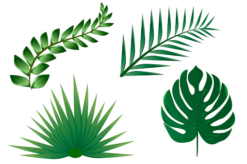 Set of tropical leaves.Green palm leaf of monstera and other exotic plants isolated on white background for design elements, flat lay.