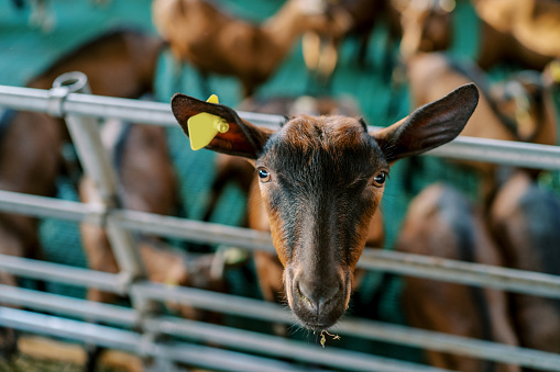 Brown goat leaned out from behind a fence on a farm. Portrait. High quality photo