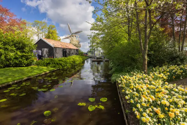 Photo of Narcissus jonquilla, rush narcis or jonquil, Keukenhof flower garden, Lisse, Netherlands