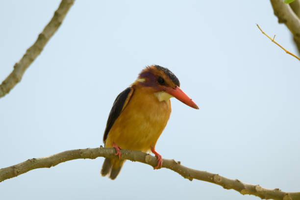 istock African Pygmy Kingfisher 1957725521