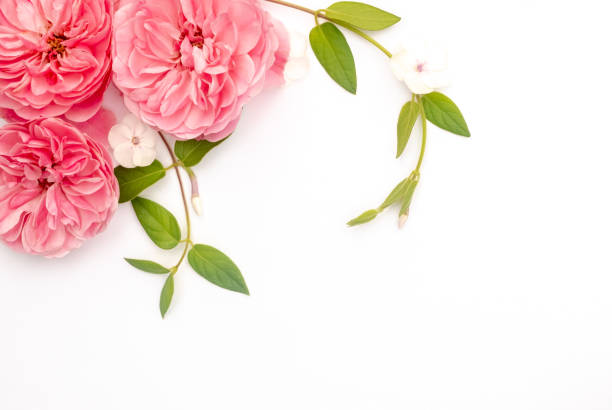 istock Creative corner layout of pink roses and green leaves on a white background. Top view. Spring or summer floral background with copy space. 1957728237
