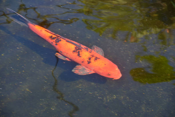 istock Gliding Orange Koi Fish Swimming In a Pond 1957728264