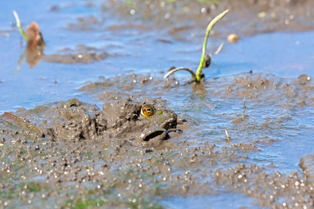 American bullfrog emerges from a mudflat. Only its eye can be seen in the dark muddy ground.