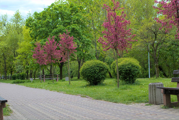 istock A Weeping Japanese Crabapple Tree in Full Bloom. 1957747185