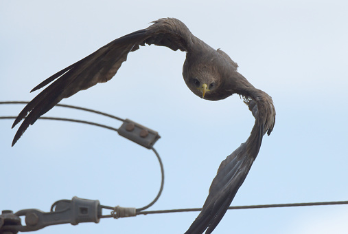 Yellow-billed Kite.
The yellow-billed kite (Milvus aegyptius) is the Afrotropic counterpart of the black kite (Milvus migrans), of which it is most often considered a subspecies. However, DNA studies suggest that the yellow-billed kite differs significantly from black kites in the Eurasian clade, and should be considered as a separate, allopatric species.