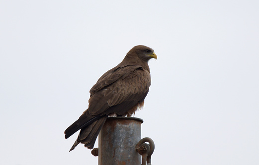 Yellow-billed Kite.\nThe yellow-billed kite (Milvus aegyptius) is the Afrotropic counterpart of the black kite (Milvus migrans), of which it is most often considered a subspecies. However, DNA studies suggest that the yellow-billed kite differs significantly from black kites in the Eurasian clade, and should be considered as a separate, allopatric species.