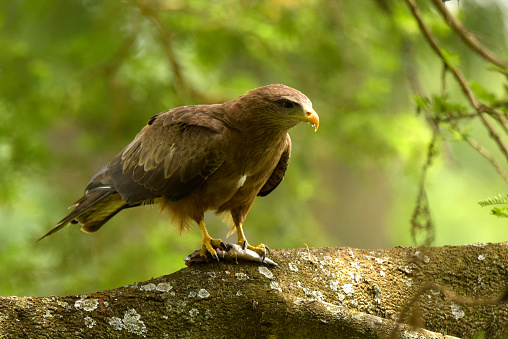 Yellow-billed Kite.
The yellow-billed kite (Milvus aegyptius) is the Afrotropic counterpart of the black kite (Milvus migrans), of which it is most often considered a subspecies. However, DNA studies suggest that the yellow-billed kite differs significantly from black kites in the Eurasian clade, and should be considered as a separate, allopatric species.