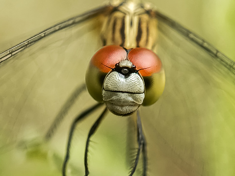 see a dragonfly up close