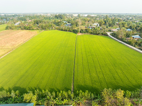 Drone high angle shot of the large green rice fields on the land and close to the village. Ready to harvest in the rice harvest season, farmers in Asia are doing agriculture in Thailand.