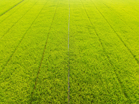 Drone shot of a rice field in the countryside and rice fields ready for farmers to harvest, looking rich and green. From a career as a farmer in the Asian region in Thailand Ready to send to stores