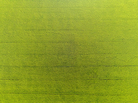 Drone shot of a rice field, a fertile green square in Thailand in a city of farmers waiting to be harvested. and exported to foreign countries There was a golden light shining through.