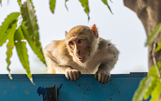 Wild macaque monkey at Ranthambore National Park in Rajasthan, India Asia