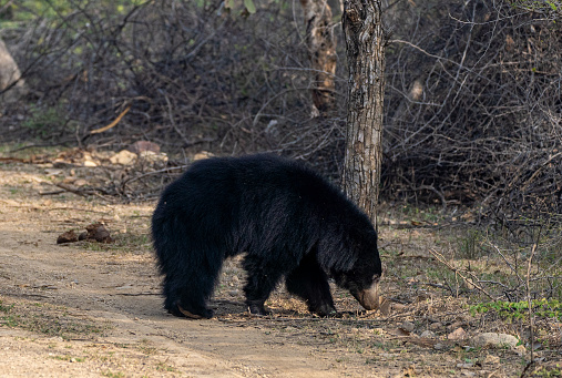 Wild sloth bear roaming around Ranthambore National Park in Rajasthan, India Asia